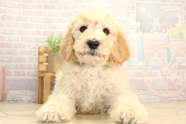 愛知県のスタンダードプードル (Coo&RIKU豊橋店/2025年12月13日生まれ/男の子/ペールフォーン)の子犬の1枚目の画像