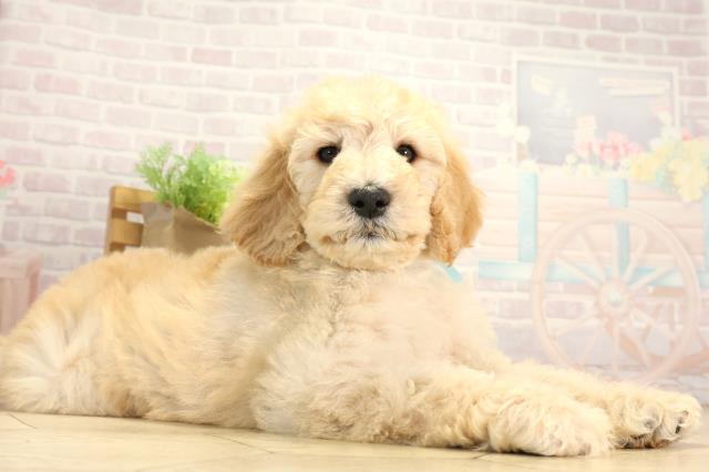 愛知県のスタンダードプードル (Coo&RIKU豊橋店/2025年12月13日生まれ/男の子/ペールフォーン)の子犬の2枚目の画像