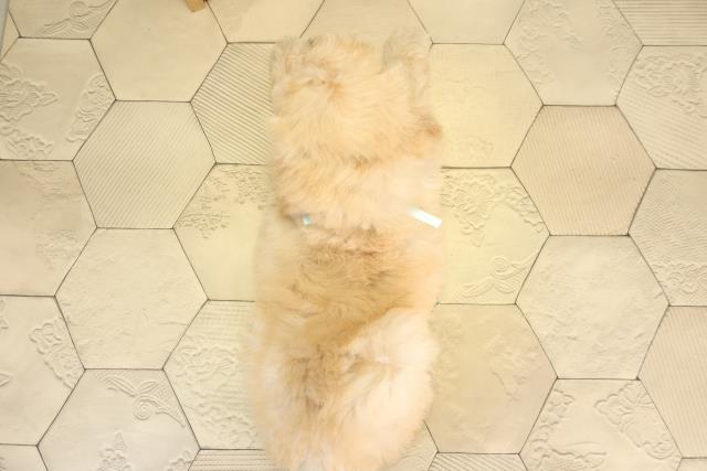 愛知県のスタンダードプードル (Coo&RIKU豊橋店/2025年12月13日生まれ/男の子/ペールフォーン)の子犬の4枚目の画像