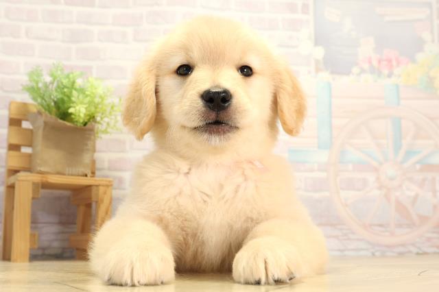 愛知県のゴールデンレトリバー (Coo&RIKU瀬港線守山店/2025年12月16日生まれ/女の子/ゴールデン)の子犬