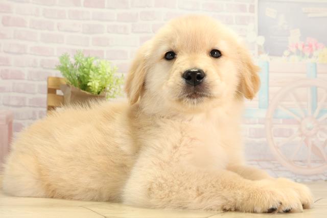 愛知県のゴールデンレトリバー (Coo&RIKU名古屋滝ノ水店/2025年12月16日生まれ/女の子/ゴールデン)の子犬の2枚目の画像