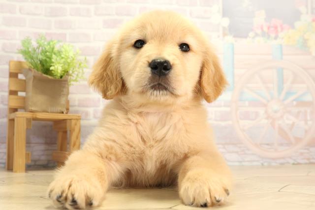 愛知県のゴールデンレトリバー (Coo&RIKU東海店/2025年12月16日生まれ/女の子/ゴールデン)の子犬の1枚目の画像