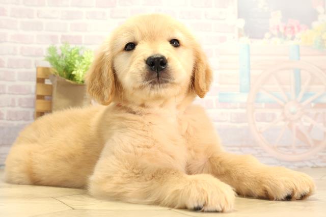 愛知県のゴールデンレトリバー (Coo&RIKU東海店/2025年12月16日生まれ/女の子/ゴールデン)の子犬の2枚目の画像