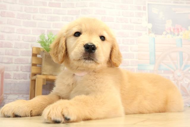 愛知県のゴールデンレトリバー (Coo&RIKU東海店/2025年12月16日生まれ/女の子/ゴールデン)の子犬の3枚目の画像