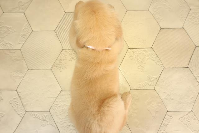 愛知県のゴールデンレトリバー (Coo&RIKU東海店/2025年12月16日生まれ/女の子/ゴールデン)の子犬の4枚目の画像