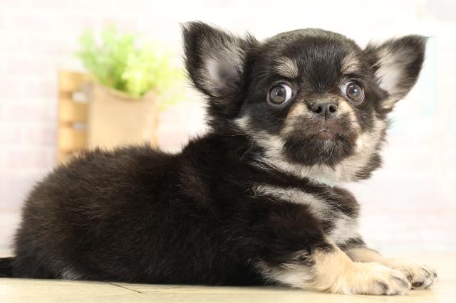 愛知県のチワワ(ロング) (Coo&RIKU半田店/2025年12月17日生まれ/男の子/ブラックタン)の子犬の2枚目の画像