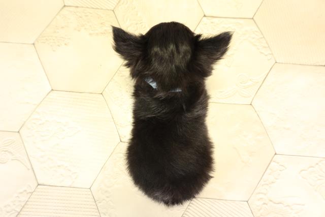 愛知県のチワワ(ロング) (Coo&RIKU半田店/2025年12月17日生まれ/男の子/ブラックタン)の子犬の4枚目の画像