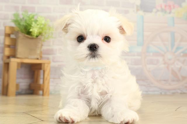 愛知県のマルチーズ (Coo&RIKU東海店/2025年12月15日生まれ/男の子/ホワイト)の子犬の1枚目の画像