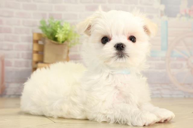 愛知県のマルチーズ (Coo&RIKU東海店/2025年12月15日生まれ/男の子/ホワイト)の子犬の2枚目の画像