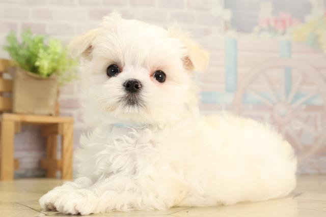 愛知県のマルチーズ (Coo&RIKU東海店/2025年12月15日生まれ/男の子/ホワイト)の子犬の3枚目の画像