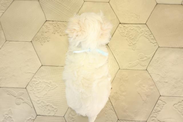 愛知県のマルチーズ (Coo&RIKU東海店/2025年12月15日生まれ/男の子/ホワイト)の子犬の4枚目の画像