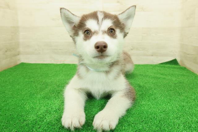 山梨県のシベリアンハスキー (Coo&RIKU甲府昭和通り店/2025年12月12日生まれ/男の子/チョコレートホワイト)の子犬の1枚目の画像