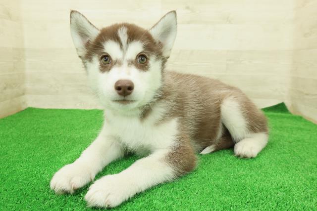 山梨県のシベリアンハスキー (Coo&RIKU甲府昭和通り店/2025年12月12日生まれ/男の子/チョコレートホワイト)の子犬の2枚目の画像