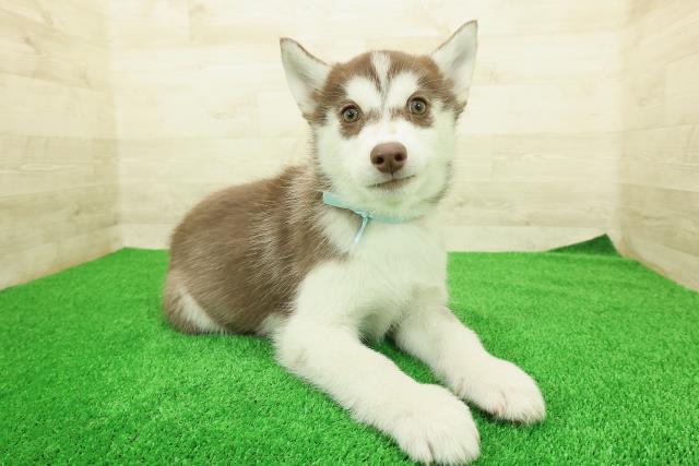 山梨県のシベリアンハスキー (Coo&RIKU甲府昭和通り店/2025年12月12日生まれ/男の子/チョコレートホワイト)の子犬の3枚目の画像