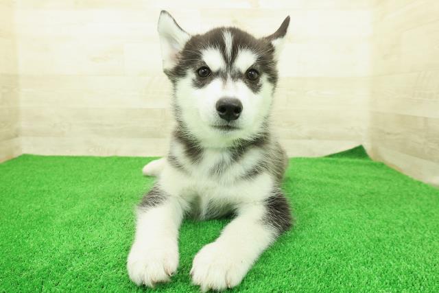 茨城県のシベリアンハスキー (Coo&RIKU牛久店/2025年12月12日生まれ/男の子/ブラックホワイト)の子犬の1枚目の画像