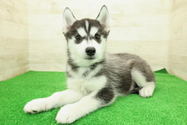 茨城県のシベリアンハスキー (Coo&RIKU牛久店/2025年12月12日生まれ/男の子/ブラックホワイト)の子犬の2枚目の画像