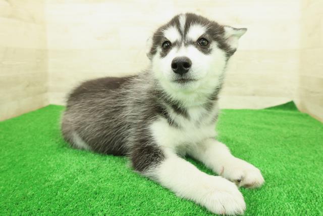 茨城県のシベリアンハスキー (Coo&RIKU牛久店/2025年12月12日生まれ/男の子/ブラックホワイト)の子犬の3枚目の画像