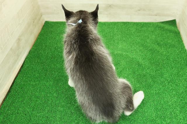 茨城県のシベリアンハスキー (Coo&RIKU牛久店/2025年12月12日生まれ/男の子/ブラックホワイト)の子犬の4枚目の画像