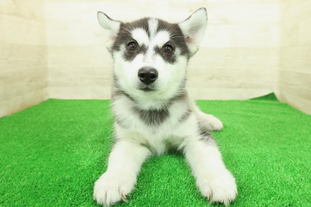 神奈川県のシベリアンハスキー (Coo&RIKU横浜港南台店/2025年12月12日生まれ/男の子/ブラックホワイト)の子犬の1枚目の画像