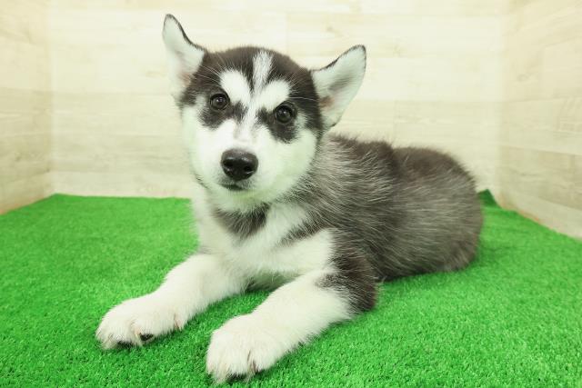神奈川県のシベリアンハスキー (Coo&RIKU横浜港南台店/2025年12月12日生まれ/男の子/ブラックホワイト)の子犬の2枚目の画像