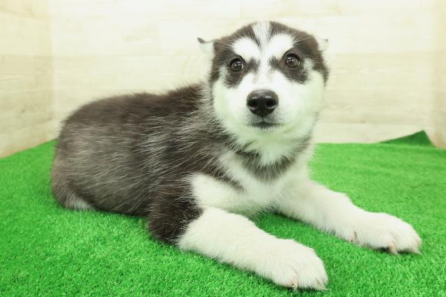 神奈川県のシベリアンハスキー (Coo&RIKU横浜港南台店/2025年12月12日生まれ/男の子/ブラックホワイト)の子犬の3枚目の画像
