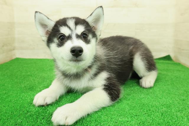 神奈川県のシベリアンハスキー (Coo&RIKU平塚店/2025年12月12日生まれ/女の子/ブラックホワイト)の子犬の2枚目の画像