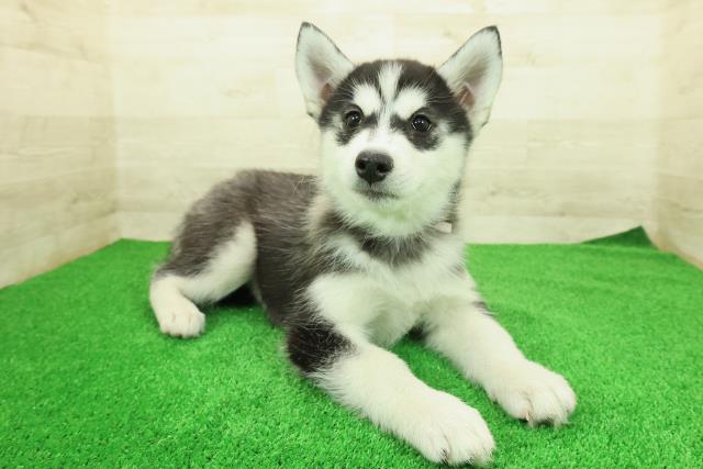 神奈川県のシベリアンハスキー (Coo&RIKU平塚店/2025年12月12日生まれ/女の子/ブラックホワイト)の子犬の3枚目の画像