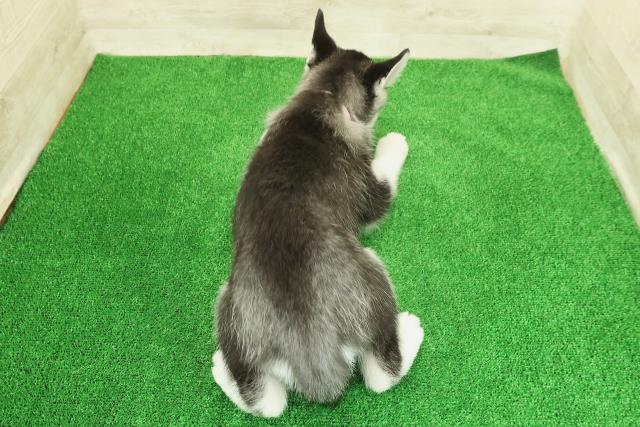 神奈川県のシベリアンハスキー (Coo&RIKU平塚店/2025年12月12日生まれ/女の子/ブラックホワイト)の子犬の4枚目の画像