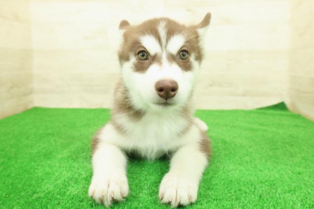 神奈川県のシベリアンハスキー (Coo&RIKU小田原店/2025年12月12日生まれ/女の子/チョコレートホワイト)の子犬の1枚目の画像