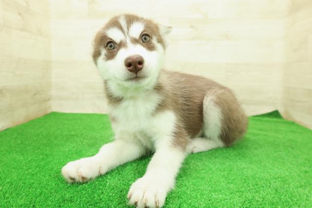 神奈川県のシベリアンハスキー (Coo&RIKU小田原店/2025年12月12日生まれ/女の子/チョコレートホワイト)の子犬の2枚目の画像