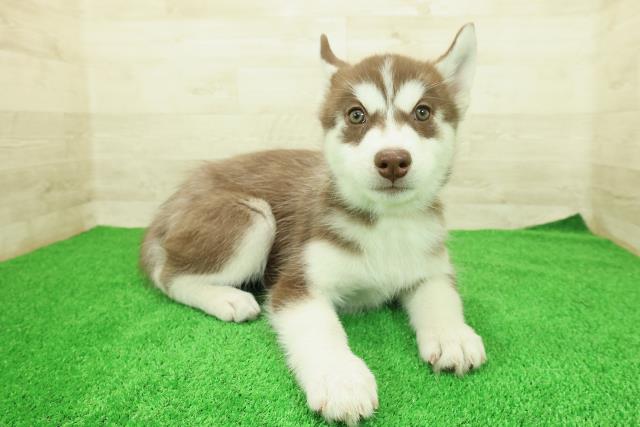 神奈川県のシベリアンハスキー (Coo&RIKU小田原店/2025年12月12日生まれ/女の子/チョコレートホワイト)の子犬の3枚目の画像