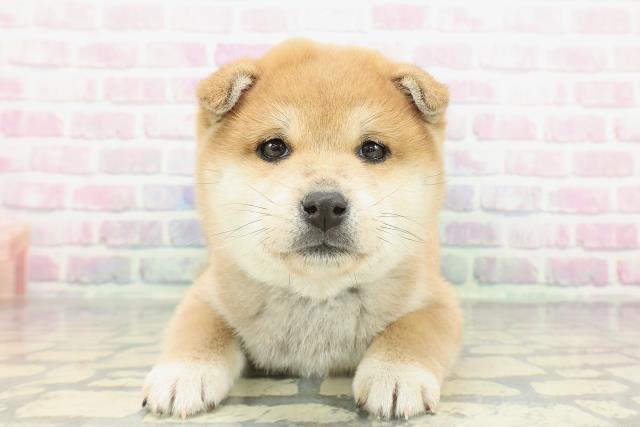 山梨県の柴犬(標準サイズ) (Coo&RIKU甲府昭和通り店/2025年12月14日生まれ/男の子/赤)の子犬の1枚目の画像