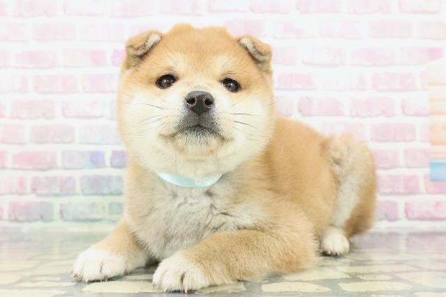 山梨県の柴犬(標準サイズ) (Coo&RIKU甲府昭和通り店/2025年12月14日生まれ/男の子/赤)の子犬の2枚目の画像