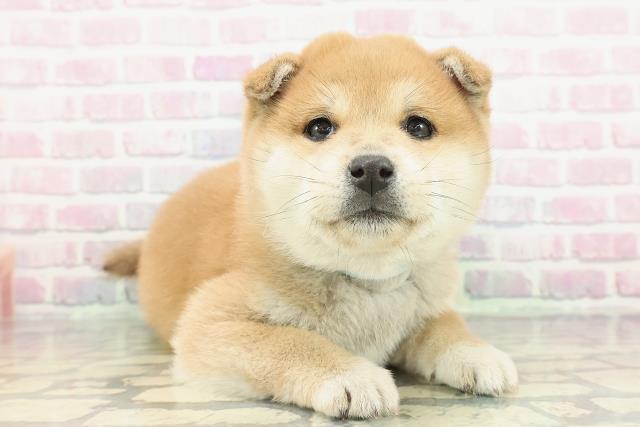 山梨県の柴犬(標準サイズ) (Coo&RIKU甲府昭和通り店/2025年12月14日生まれ/男の子/赤)の子犬の3枚目の画像