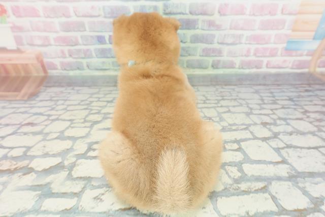 山梨県の柴犬(標準サイズ) (Coo&RIKU甲府昭和通り店/2025年12月14日生まれ/男の子/赤)の子犬の4枚目の画像