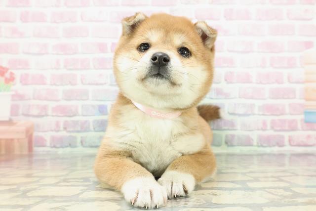 東京都の柴犬(標準サイズ) (Coo&RIKU立川店/2025年12月14日生まれ/女の子/赤)の子犬の1枚目の画像