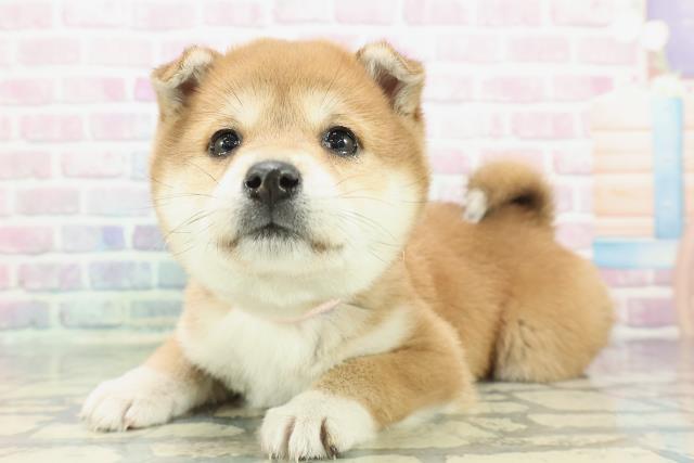 東京都の柴犬(標準サイズ) (Coo&RIKU立川店/2025年12月14日生まれ/女の子/赤)の子犬の2枚目の画像