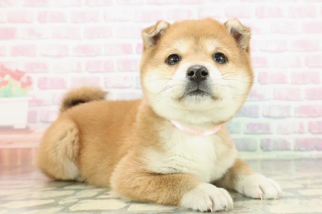 東京都の柴犬(標準サイズ) (Coo&RIKU立川店/2025年12月14日生まれ/女の子/赤)の子犬の3枚目の画像