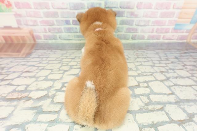 東京都の柴犬(標準サイズ) (Coo&RIKU立川店/2025年12月14日生まれ/女の子/赤)の子犬の4枚目の画像