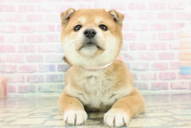 栃木県の柴犬(標準サイズ) (Coo&RIKU宇都宮店/2025年12月14日生まれ/女の子/赤)の子犬の1枚目の画像