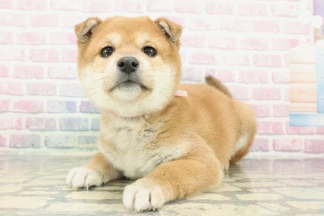 栃木県の柴犬(標準サイズ) (Coo&RIKU宇都宮店/2025年12月14日生まれ/女の子/赤)の子犬の2枚目の画像