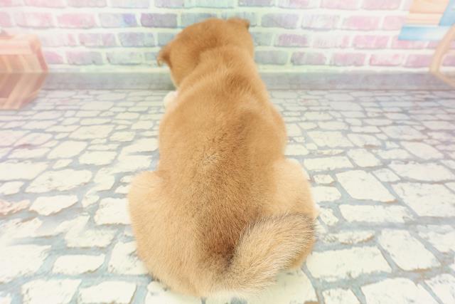 栃木県の柴犬(標準サイズ) (Coo&RIKU宇都宮店/2025年12月14日生まれ/女の子/赤)の子犬の4枚目の画像