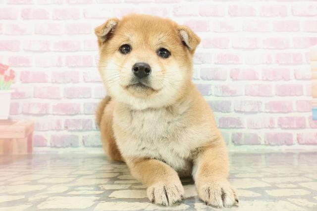 神奈川県の柴犬(標準サイズ) (Coo&RIKU横浜港南台店/2025年12月14日生まれ/女の子/赤)の子犬の1枚目の画像