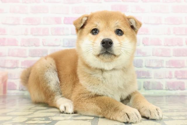 神奈川県の柴犬(標準サイズ) (Coo&RIKU横浜港南台店/2025年12月14日生まれ/女の子/赤)の子犬の3枚目の画像