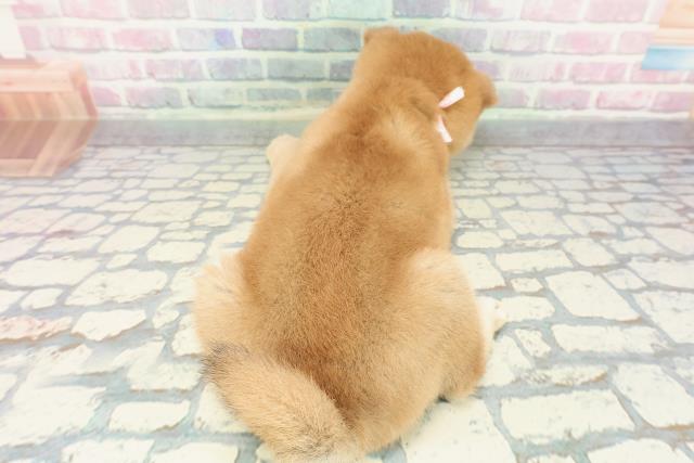 神奈川県の柴犬(標準サイズ) (Coo&RIKU横浜港南台店/2025年12月14日生まれ/女の子/赤)の子犬の4枚目の画像