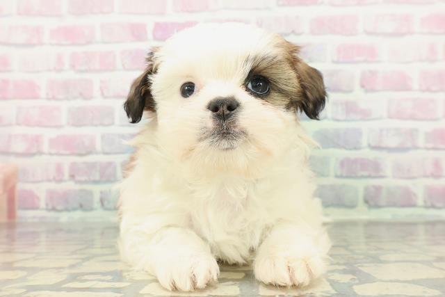 神奈川県のシーズー (Coo&RIKU横須賀店/2025年12月17日生まれ/男の子/ホワイトゴールド)の子犬の1枚目の画像