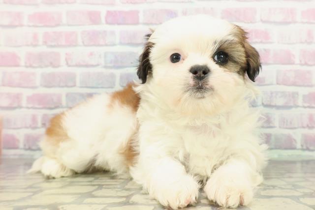 神奈川県のシーズー (Coo&RIKU横須賀店/2025年12月17日生まれ/男の子/ホワイトゴールド)の子犬の3枚目の画像