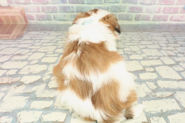 神奈川県のシーズー (Coo&RIKU横須賀店/2025年12月17日生まれ/男の子/ホワイトゴールド)の子犬の4枚目の画像