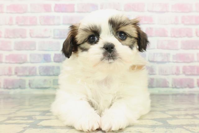 神奈川県のシーズー (Coo&RIKU藤沢店/2025年12月17日生まれ/女の子/ホワイトゴールド)の子犬