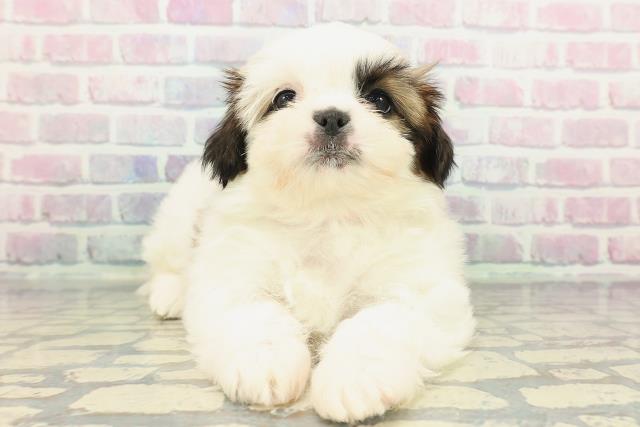 東京都のシーズー (Coo&RIKU府中店/2025年12月17日生まれ/女の子/ホワイトゴールド)の子犬の1枚目の画像